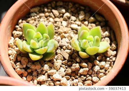 Karyi / Sedum Karyi / Sedum 39037413