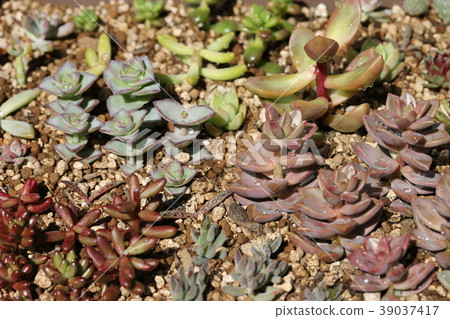 多汁植物花床 多汁植物花床 39037417