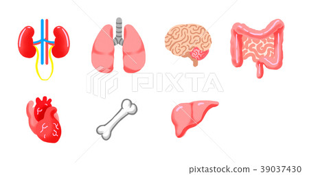 Various organs 39037430