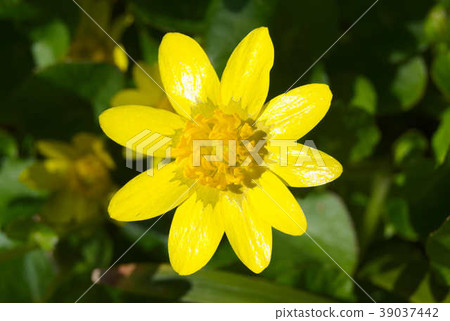 小白屈菜花 小白屈菜花 39037442