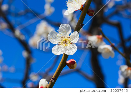梅花 梅花 39037443