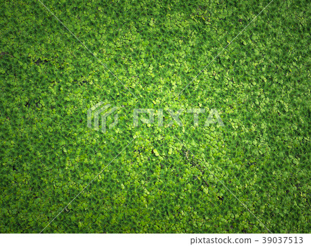 green duckweed natural green background. green duckweed natural green background. 39037513