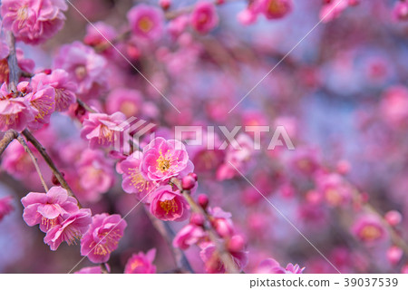 Plum blossom plum blossoms Plum blossom plum blossoms 39037539