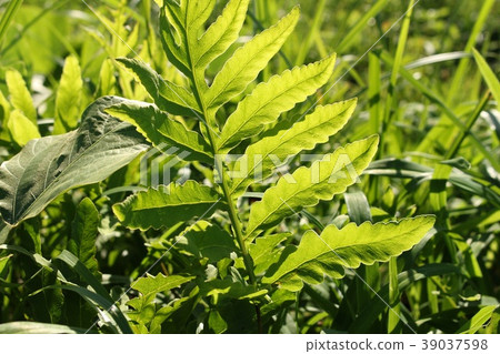 野草 野草 39037598