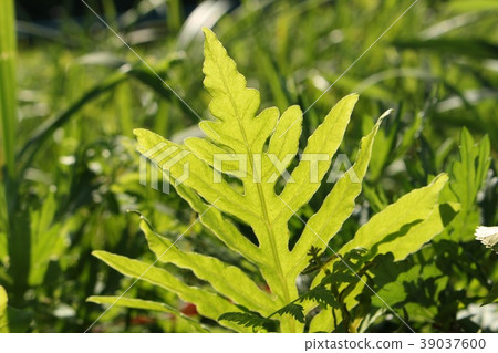 野草 野草 39037600