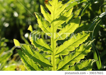 野草 野草 39037601