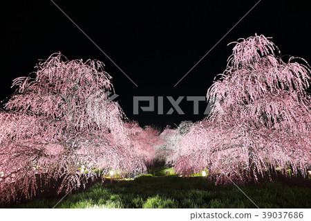 Light up of weeping plum (Suzuka no Mori garden) 39037686