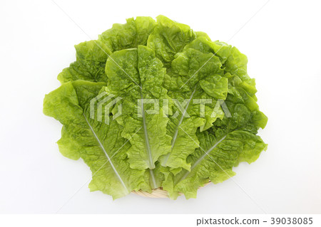 生菜 生菜 39038085