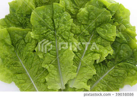 生菜 生菜 39038086