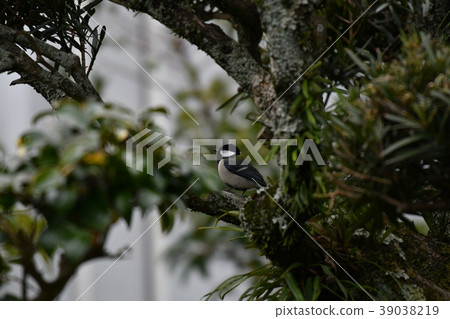 偉大的山雀和鱸魚 39038219