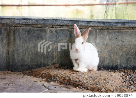 Cute relaxing Rabbit with nature background Cute relaxing Rabbit with nature background 39038874