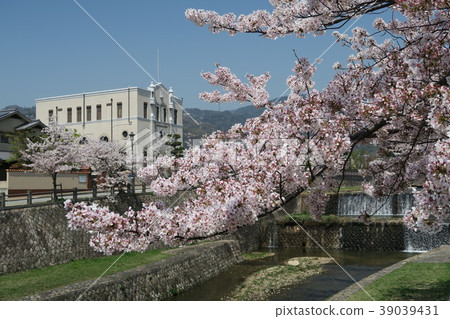 蘆屋河的櫻花 39039431