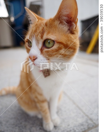 一隻貓 一隻貓 39039530