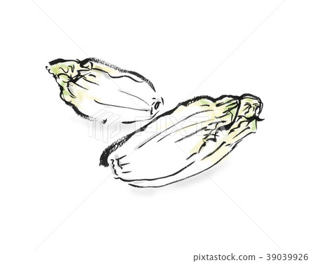 Chicory 39039926