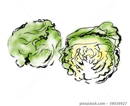 Spring cabbage 39039927