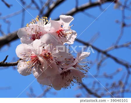 Plum blossom red winter solstice plum Plum blossom red winter solstice plum 39040101