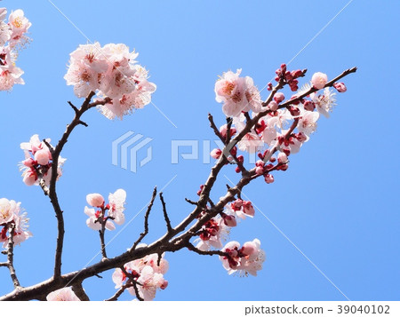梅花紅色冬至李子 梅花紅色冬至李子 39040102