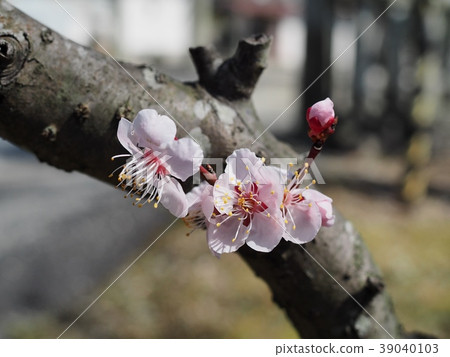 Plum blossom red winter solstice plum Plum blossom red winter solstice plum 39040103