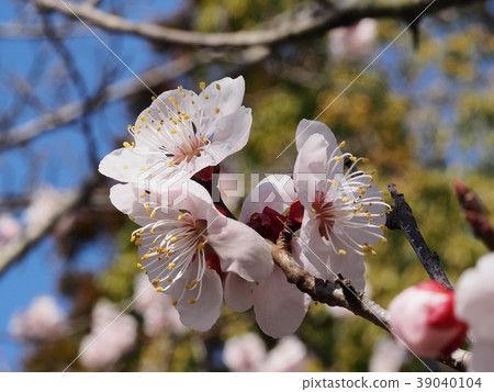 Plum blossom red winter solstice plum Plum blossom red winter solstice plum 39040104
