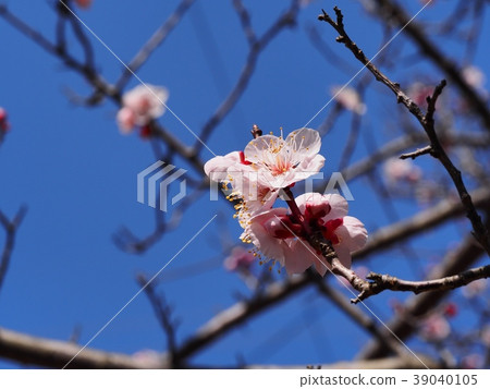 Plum blossom red winter solstice plum Plum blossom red winter solstice plum 39040105
