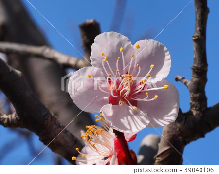 Plum blossom red winter solstice plum Plum blossom red winter solstice plum 39040106