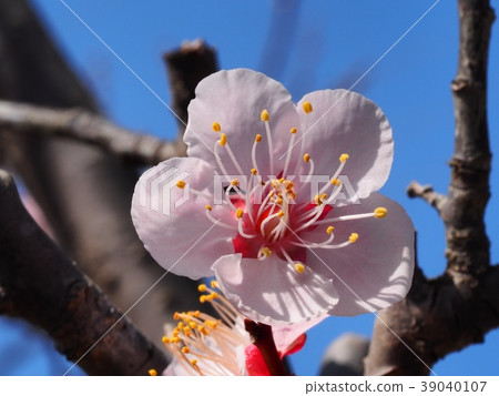 Plum blossom red winter solstice plum Plum blossom red winter solstice plum 39040107