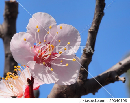 Plum blossom red winter solstice plum Plum blossom red winter solstice plum 39040108