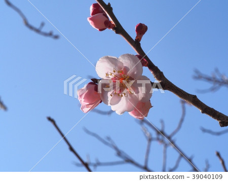 梅花紅色冬至李子 梅花紅色冬至李子 39040109