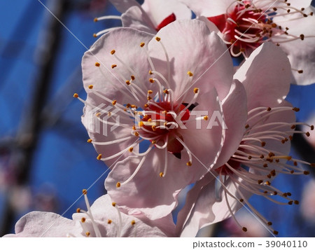 Plum blossom red winter solstice plum Plum blossom red winter solstice plum 39040110