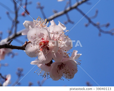Plum blossom red winter solstice plum 39040113