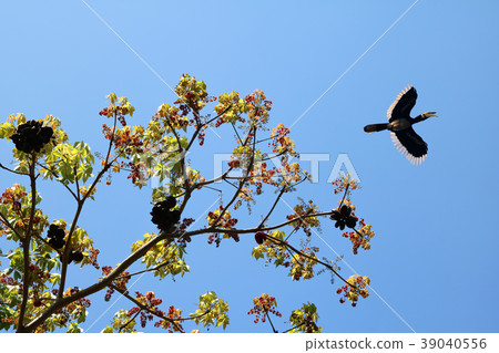 Hornbill  Birds flying on the tree against the sky 39040556