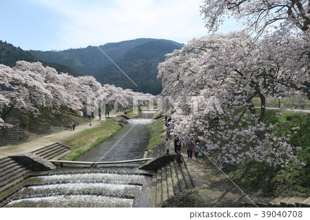 Sugawa Senbonzakura 39040708