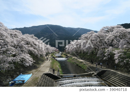 Sugawa Senbonzakura Sugawa Senbonzakura 39040718