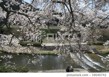 Sugawa Senbonzakura 39040742