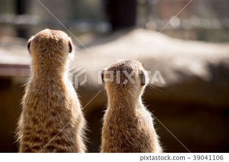 Rear view of two meerkats 39041106