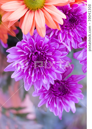 Beautiful orange flower and purple chchrysanthemum 39041308
