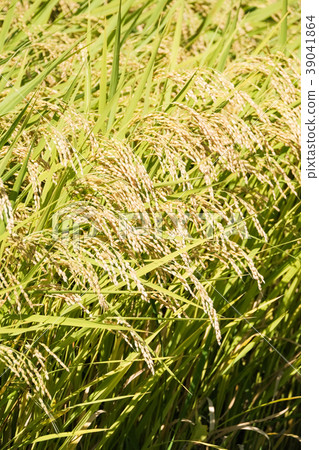 秋季大米（九月） 39041864