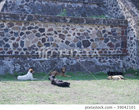 Wild dogs in Teotihuacan ruins, Mexico City 39042101