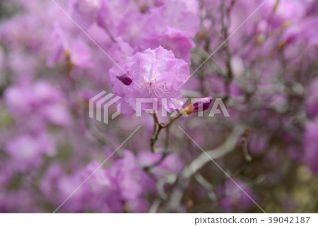 Mitsuba杜鵑花 39042187