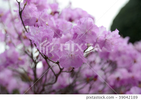 Mitsuba Azalea 39042189