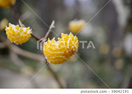 Mitumata flowers 39042191