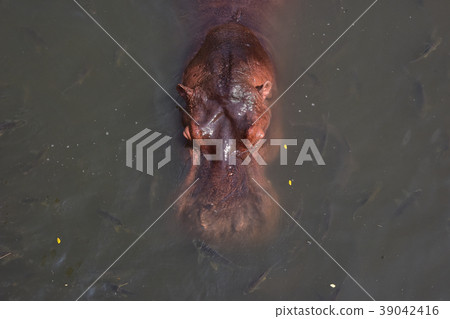 hippo in the river hippo in the river 39042416