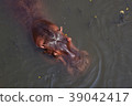 hippo in the river 39042417