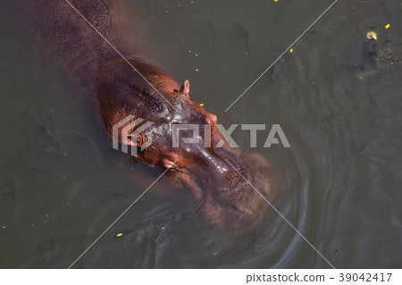 hippo in the river hippo in the river 39042417