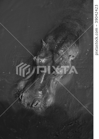 hippo in the river hippo in the river 39042423
