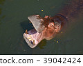 hippo in the river 39042424