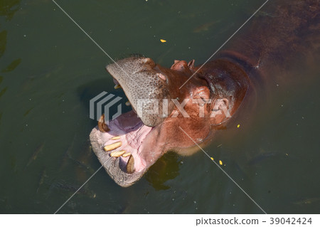 hippo in the river hippo in the river 39042424