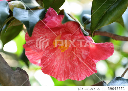 Camellia (grass washing) Camellia (grass washing) 39042551
