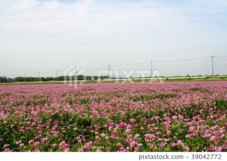 Renge field and Mt. Tsukuba Renge field and Mt. Tsukuba 39042772