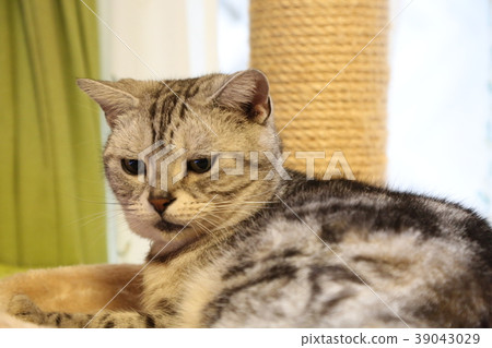 American Short Hair Silver Tabby Stock Photo 39043029 Pixta